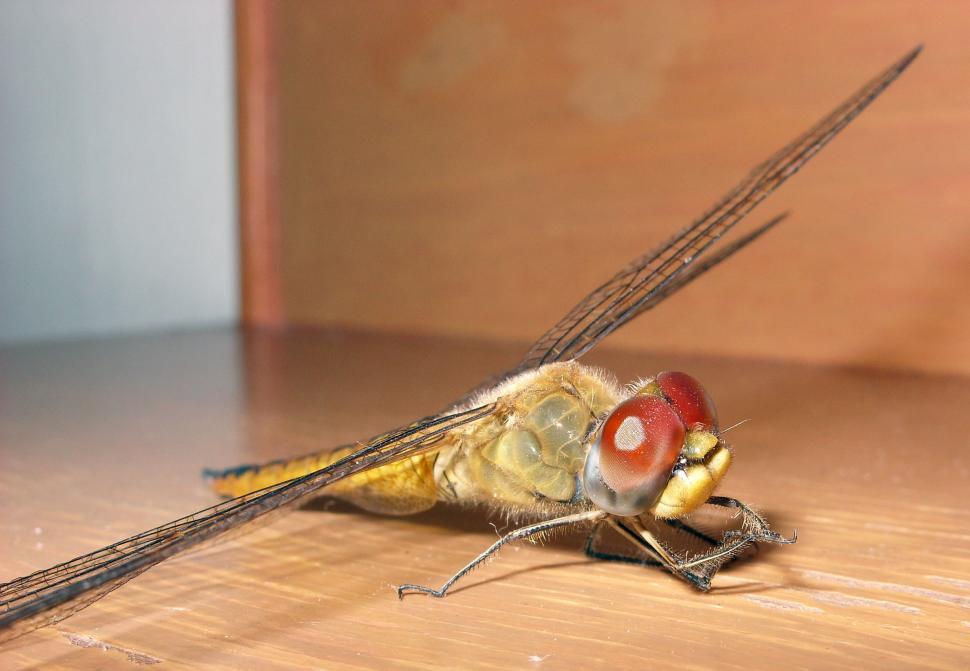 Free Image of Dragonfly face 