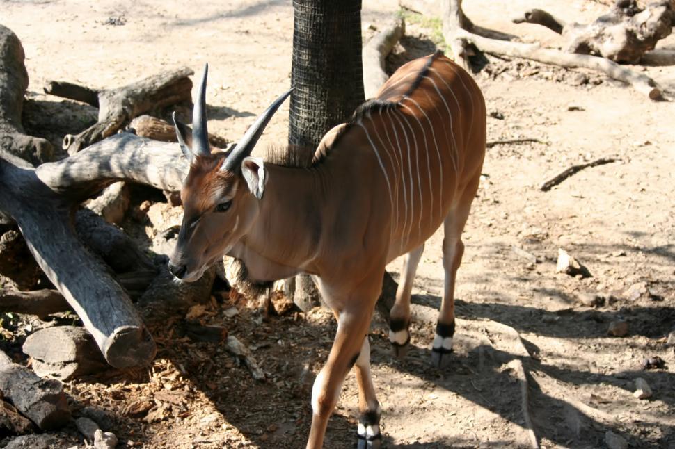 Free Image of Eastern Eland Antelope 