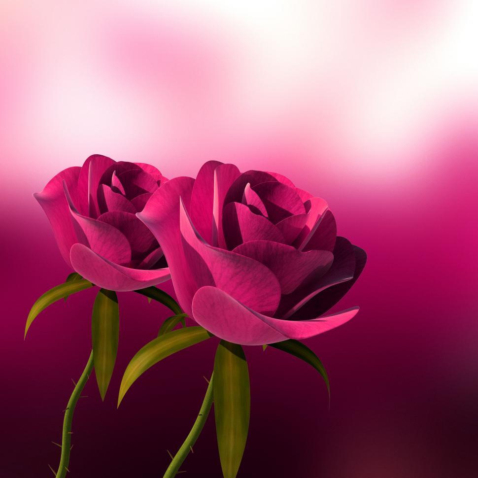 Free Image of Roses Copyspace Represents Valentine Valentines And Bloom 