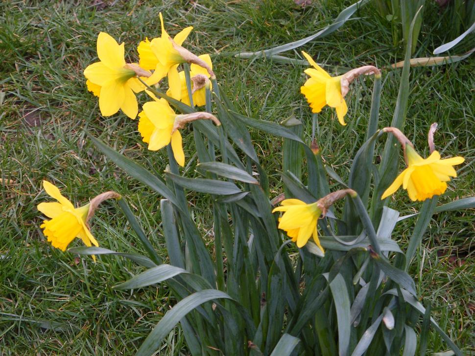 Free Image of Daffodils 