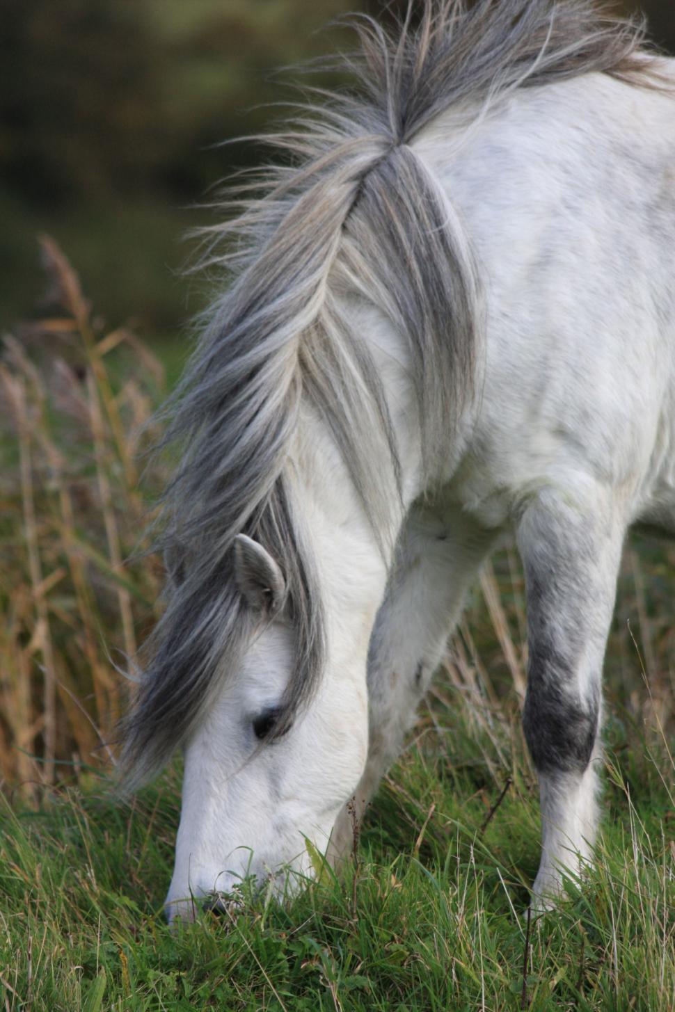 Free Image of White and Gray Horse Grazing in Field 