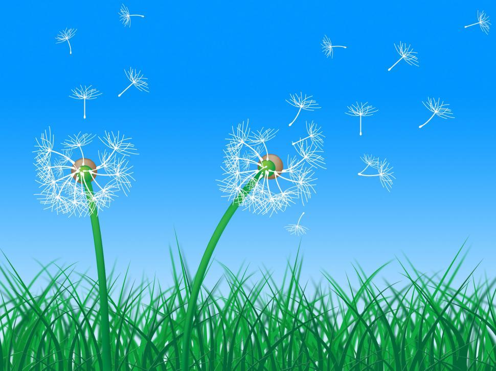Free Image of Sky Grass Represents Dandelion Hair And Dandelions 
