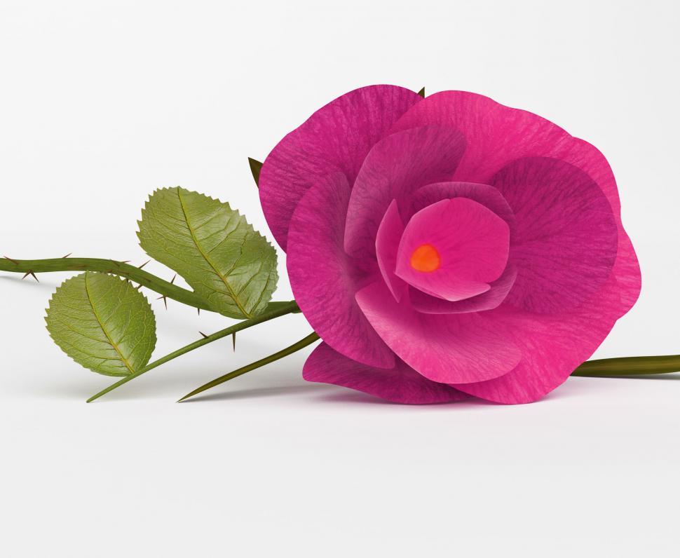 Free Image of Love Rose Shows Bloom Petals And Romantic 