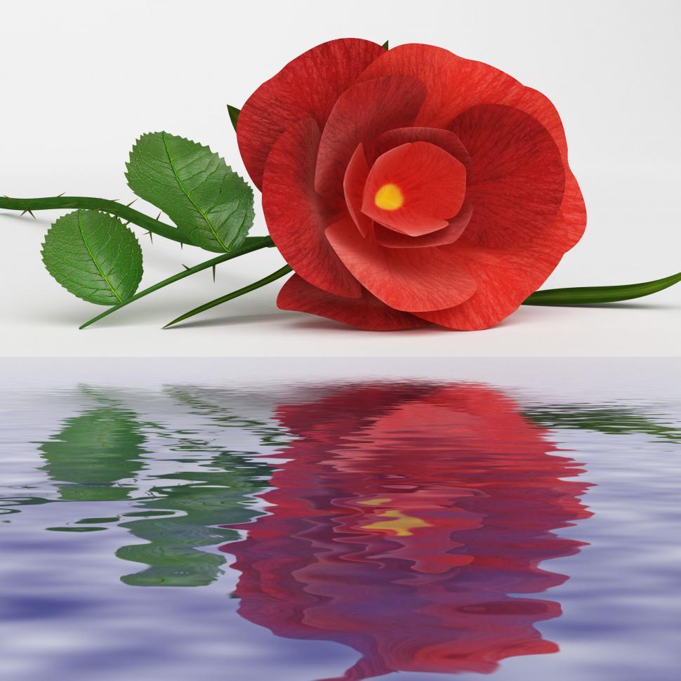 Free Image of Rose Love Represents Romance Flower And Bloom 