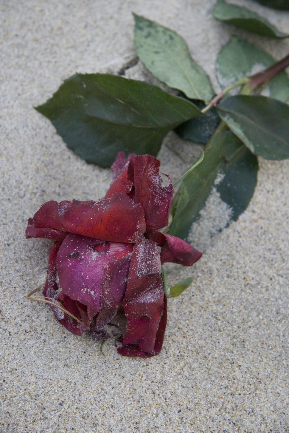 Free Image of A Rose on the Beach 