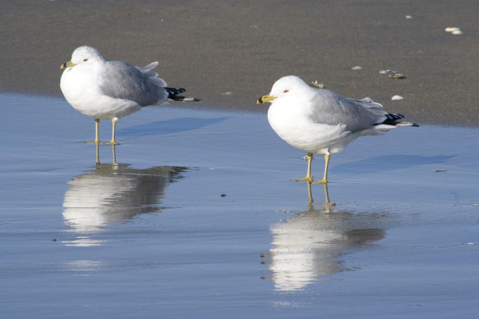Download Free Stock Photo of Seagulls on the beach 