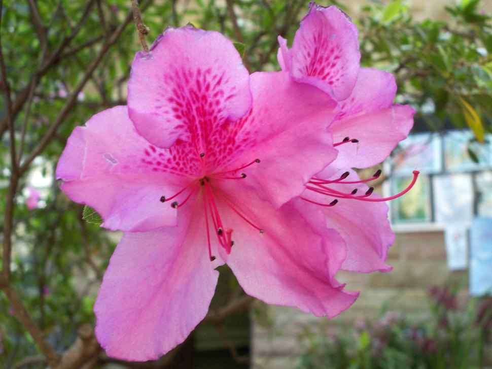Free Image of Close Up of Pink Flower on Tree 