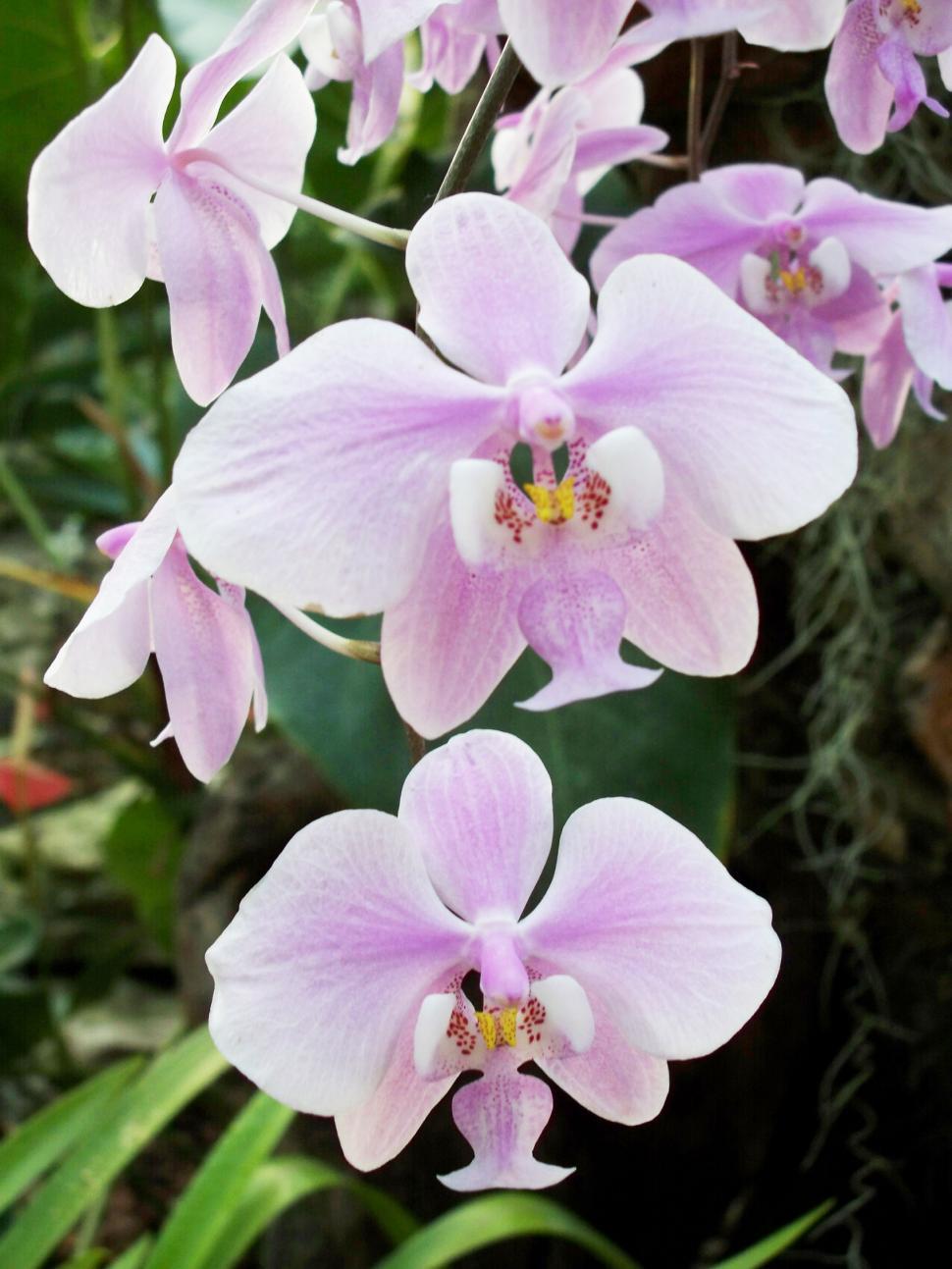 Free Image of Purple Orchids 