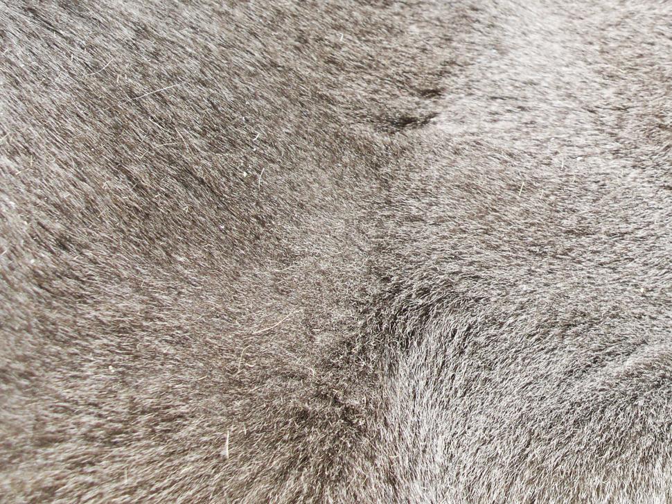 Free Image of Gray Fur Texture 