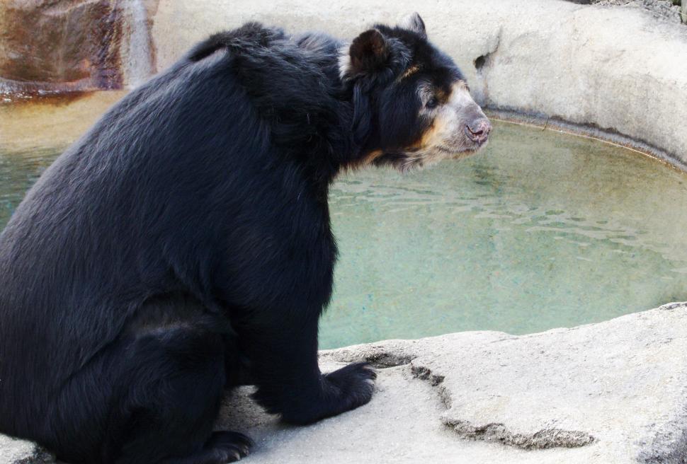 Free Image of Andean Bear 