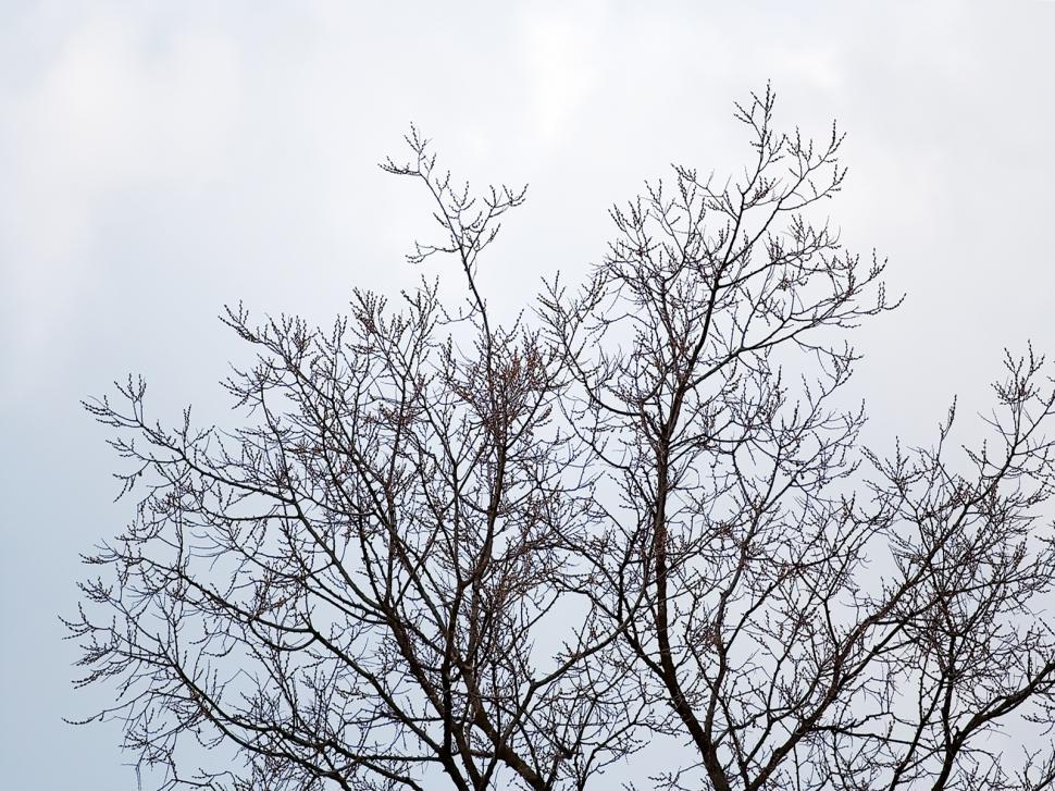 Free Image of Tree branches 