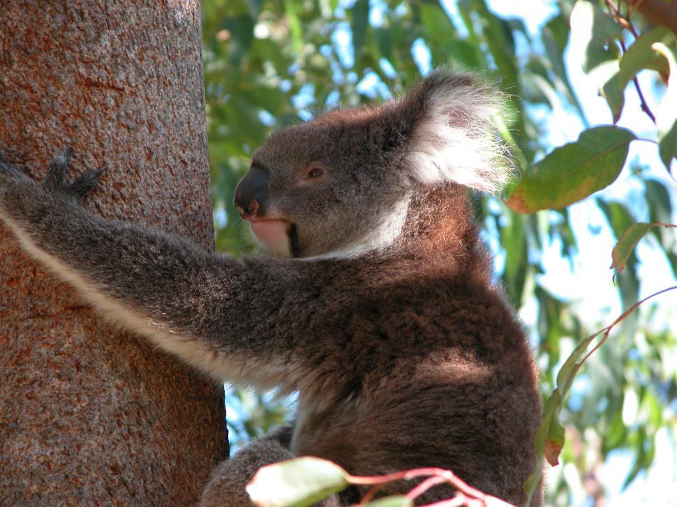 Free Image of Koala Bear 