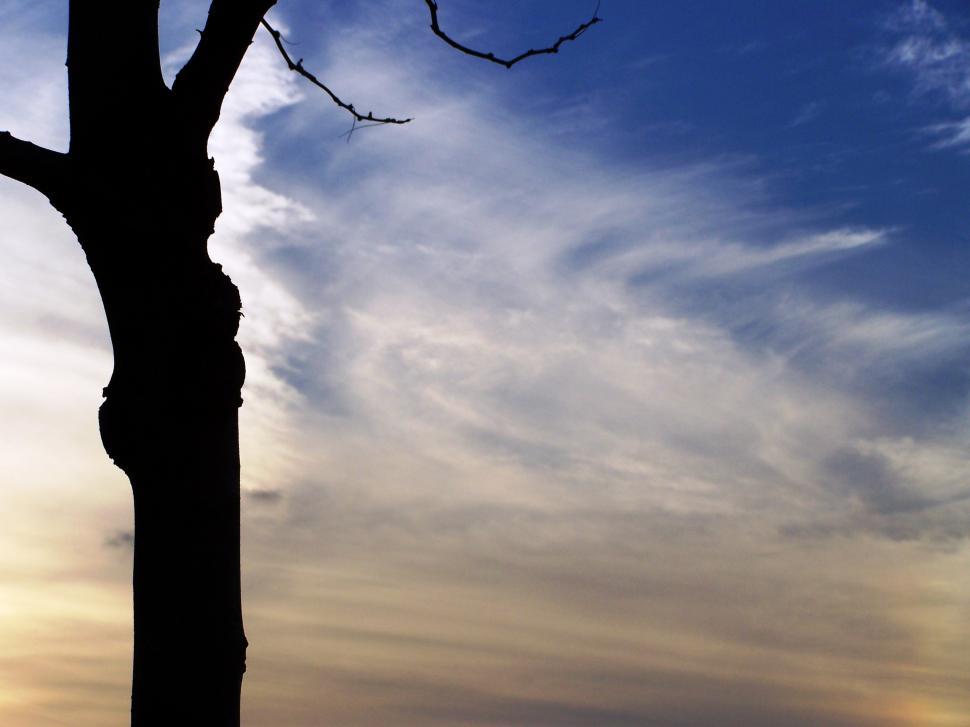 Free Image of Tree Alone With Sky 