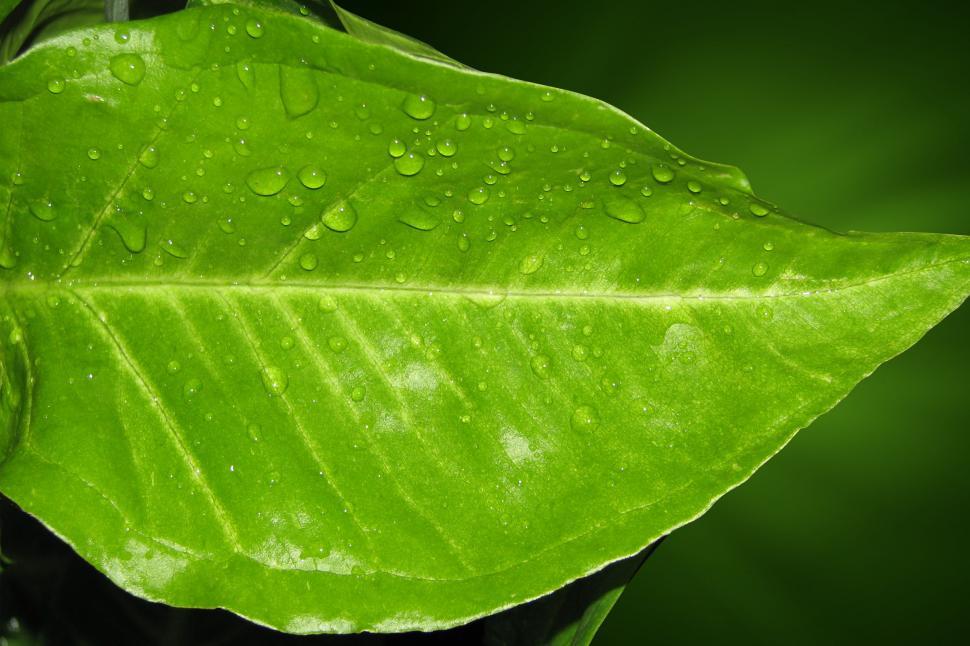 Free Image of Rain Drops on a leaf 