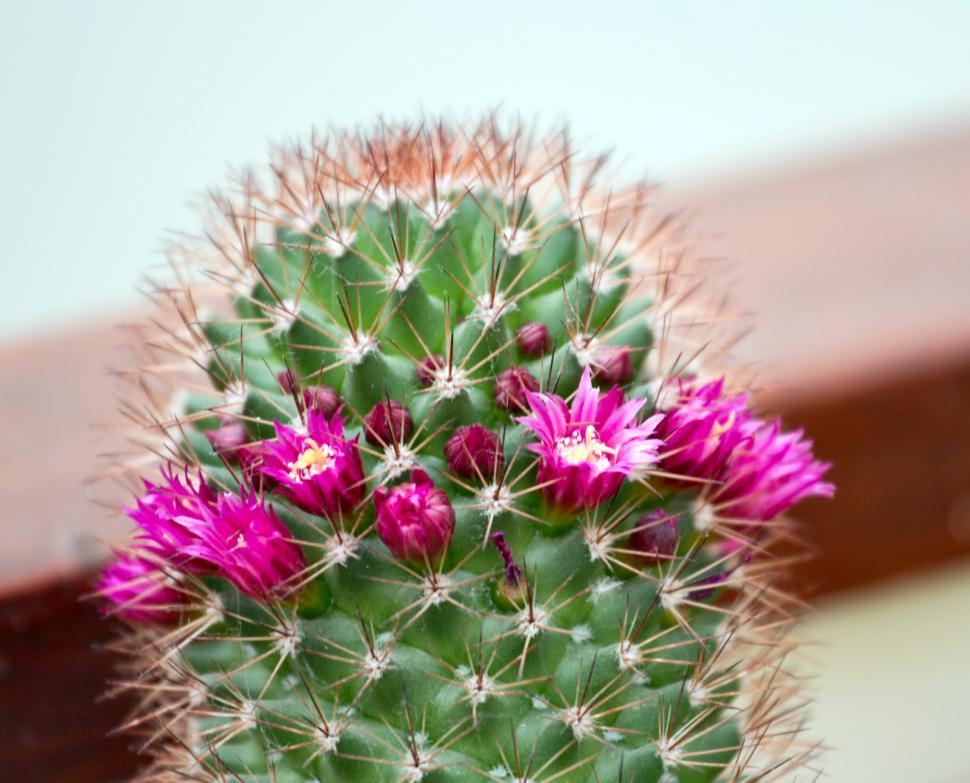 Free Image of Cactus flowers 
