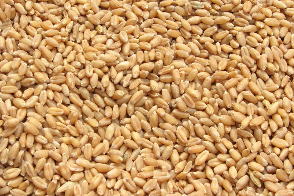 Free Image of Close Up of Bunch of Wheat 