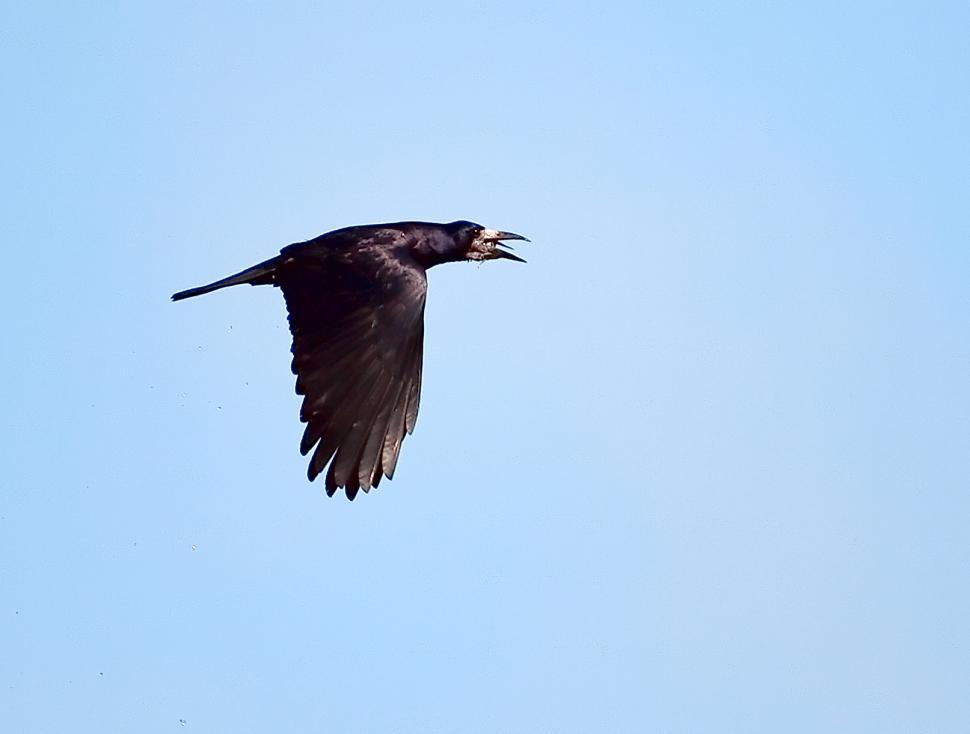 Free Image of The crow 