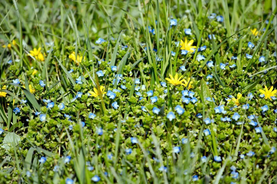 Free Image of Flowers and grass 