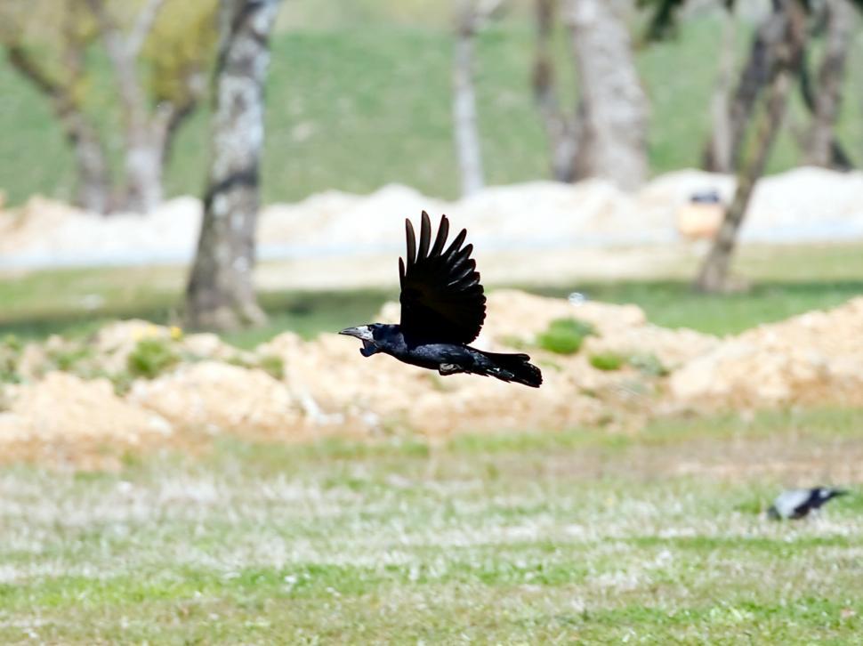 Free Image of The crow flying 