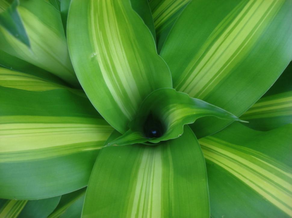 Free Image of Green Plant 