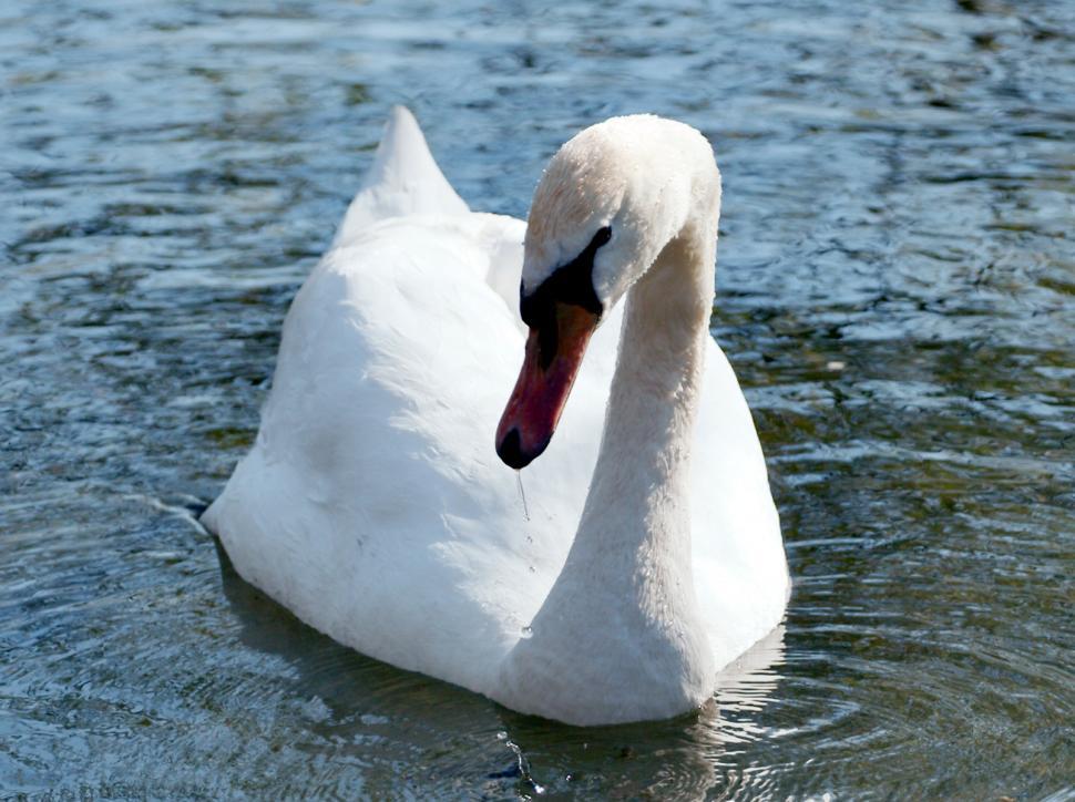 Free Image of White swan 