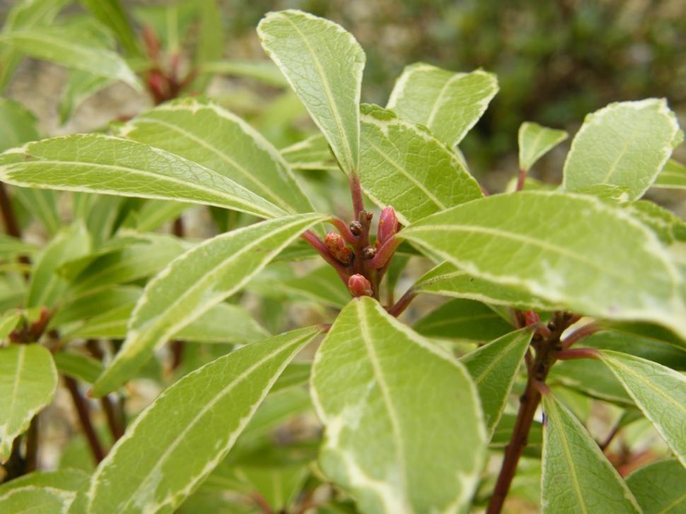 Free Image of Stems and foliage 