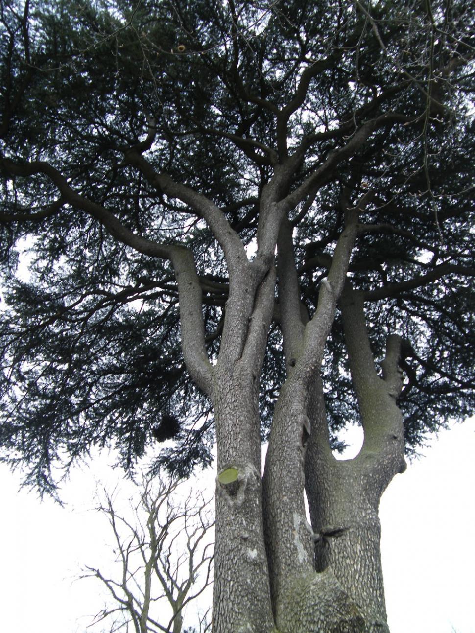 Free Image of Tree 