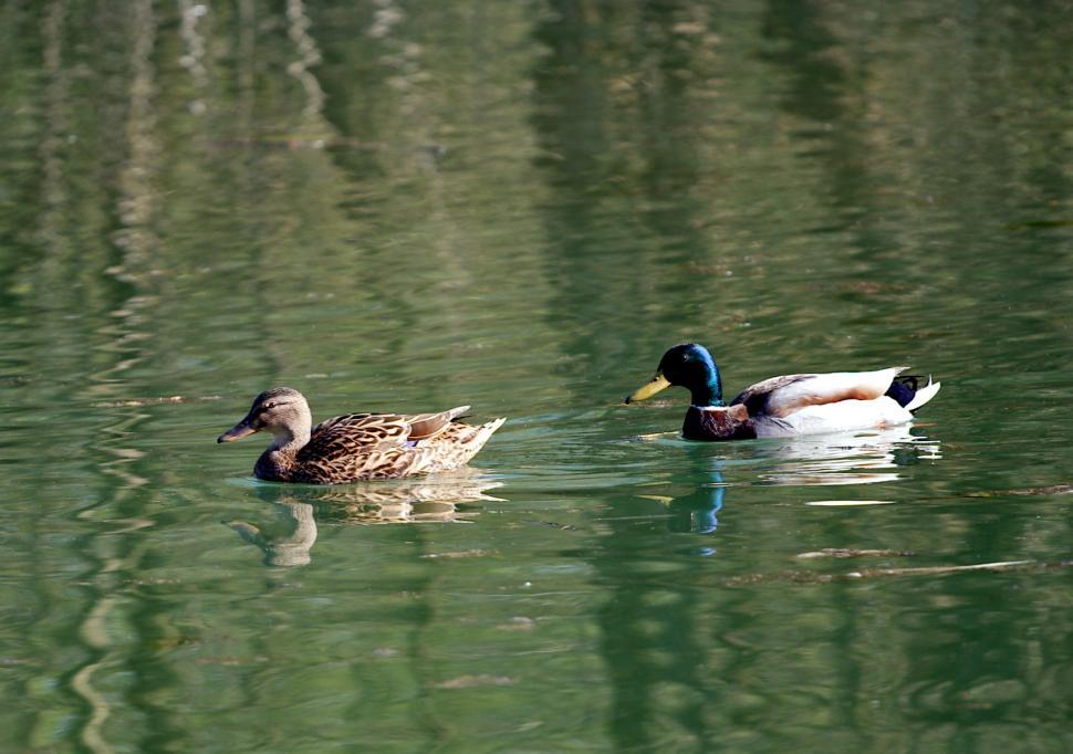 Free Image of Two ducks 