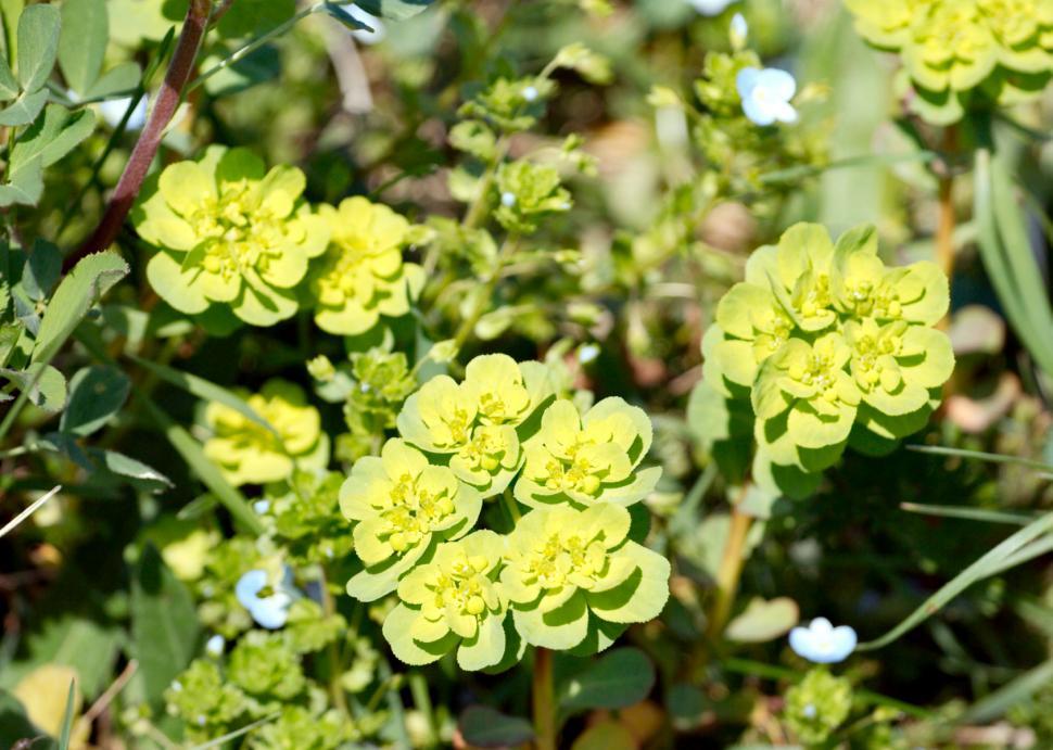 Free Image of Green flowers 