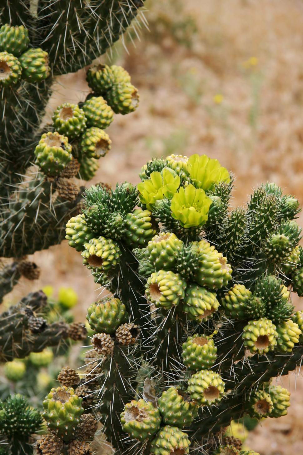 Free Image of Cactus With Yellow Flowers in Desert 
