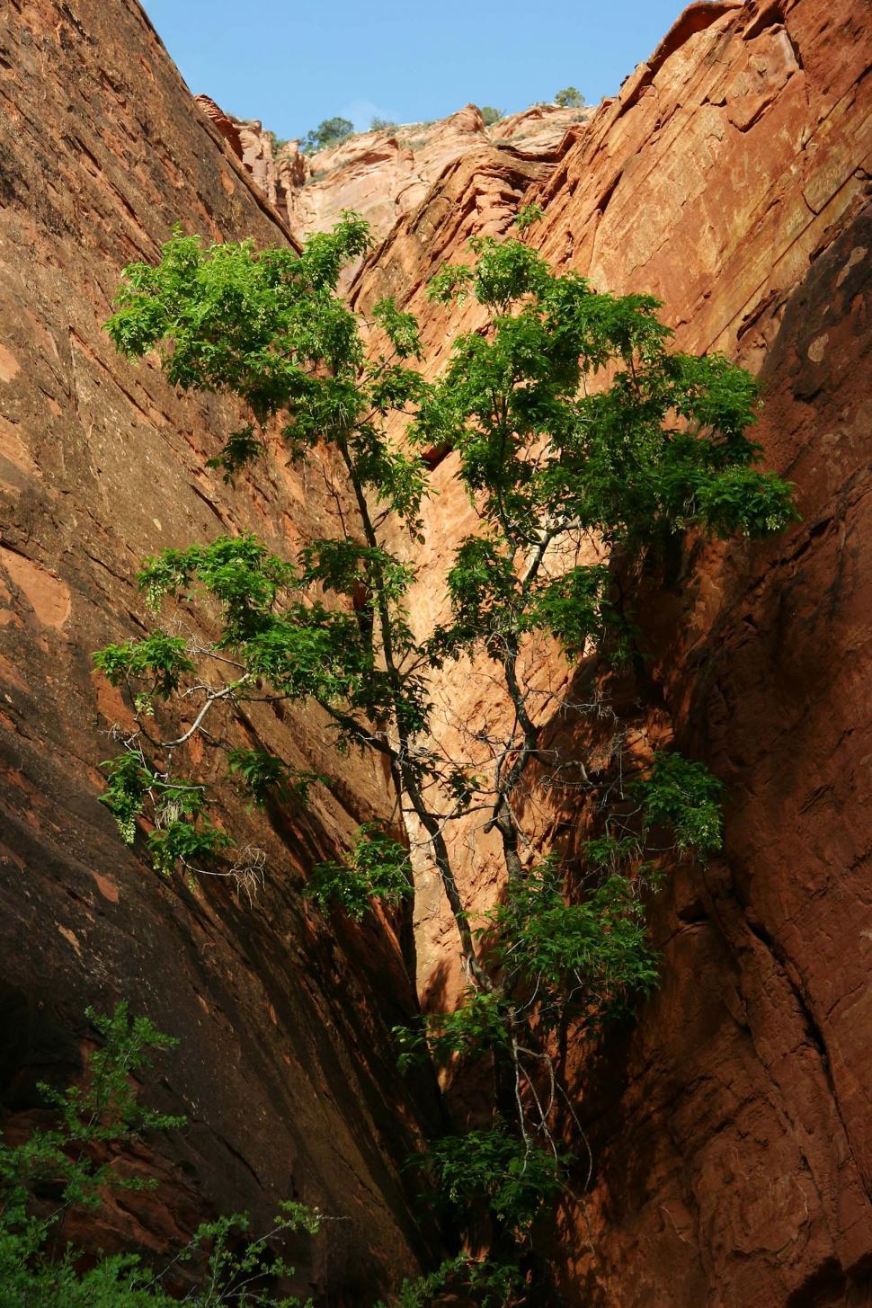 Free Image of Small Tree Growing in Narrow Canyon 