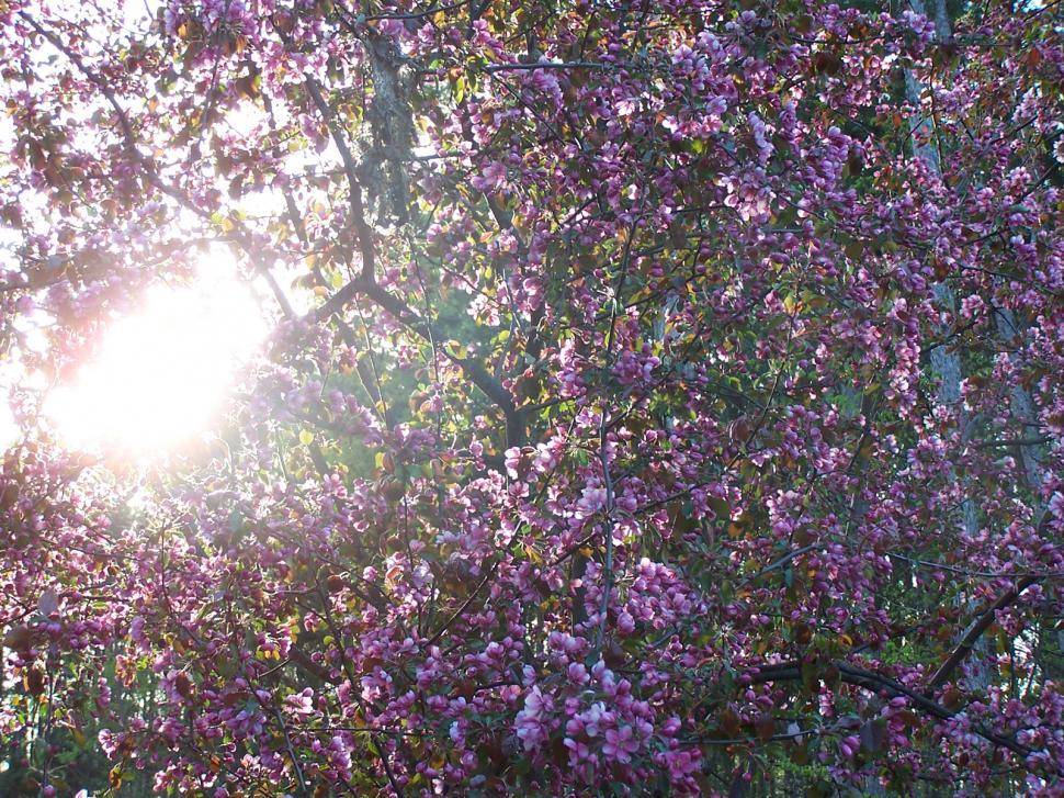 Free Image of Blossoms 
