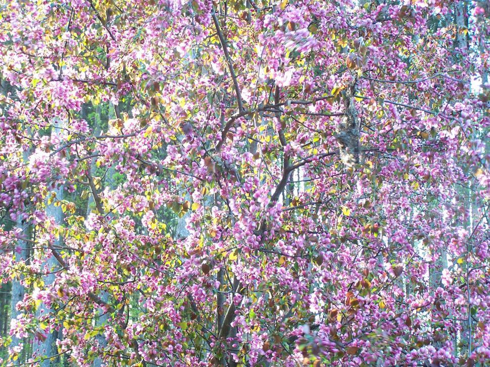 Free Image of Blossoms 