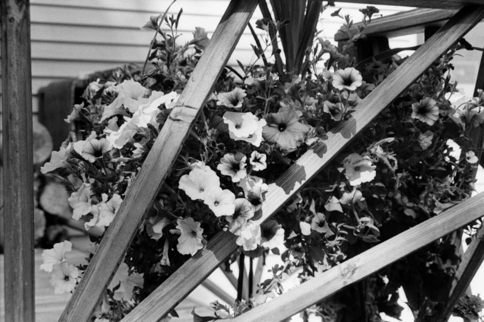 Free Image of Porch Flowers 