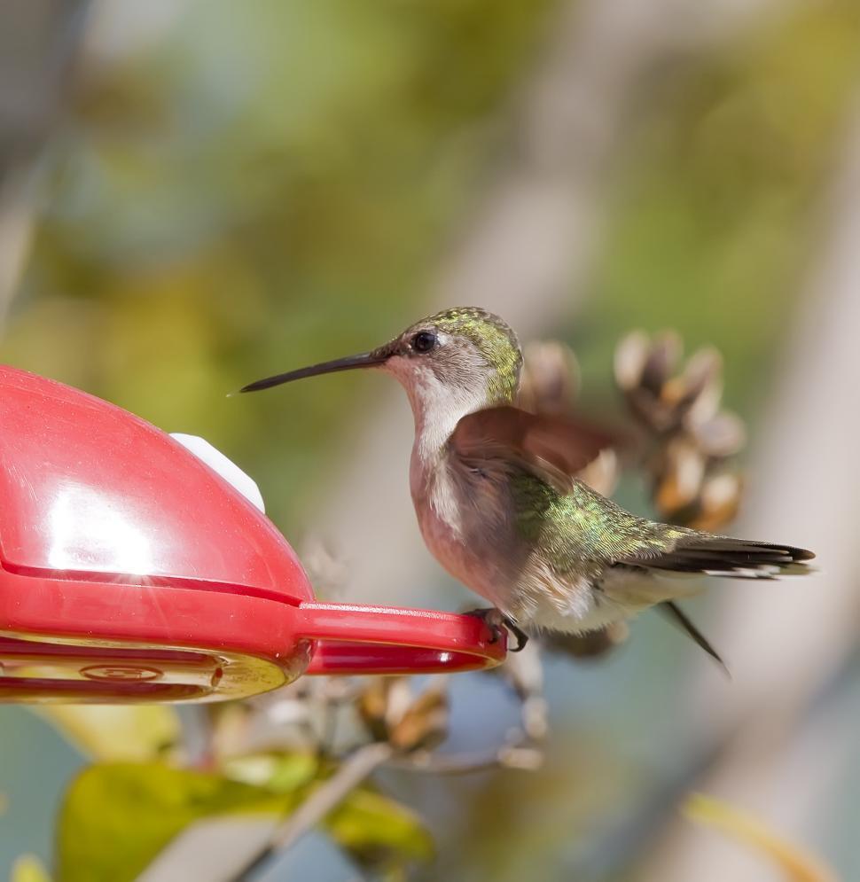 Free Image of Hummingbird on feeder 