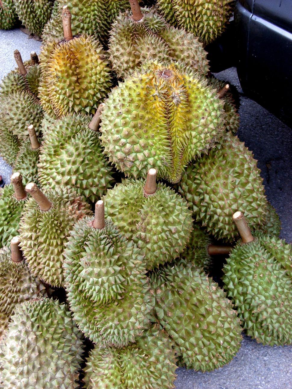 Free Image of Durian fruit 
