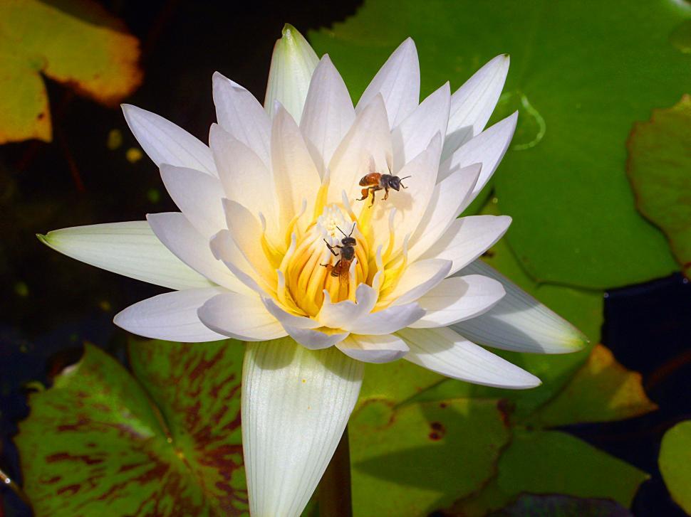 Free Image of Lotus flower and bees 