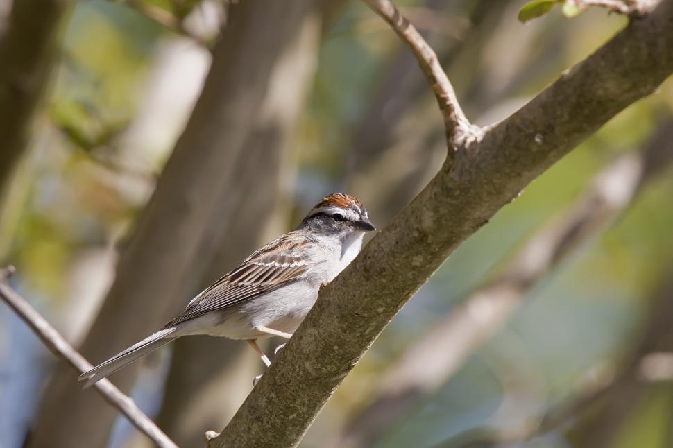 Free Image of Chipping sparrow 