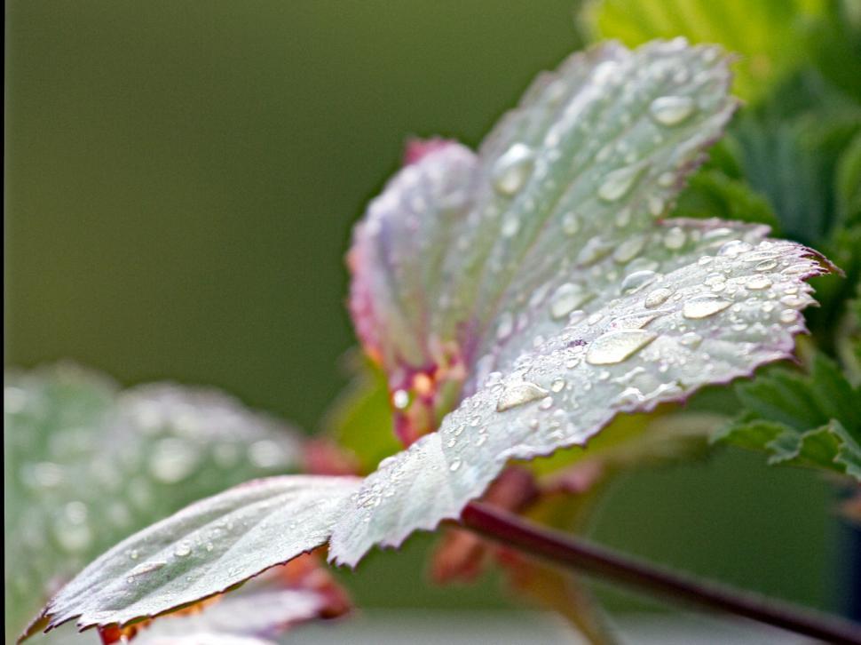 Free Image of Wet leaf 