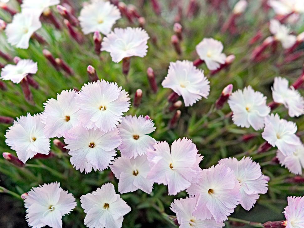 Free Image of Small flowers 