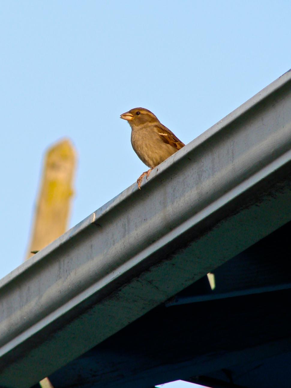 Free Image of Brown Bird Sitting on Top of a Roof 