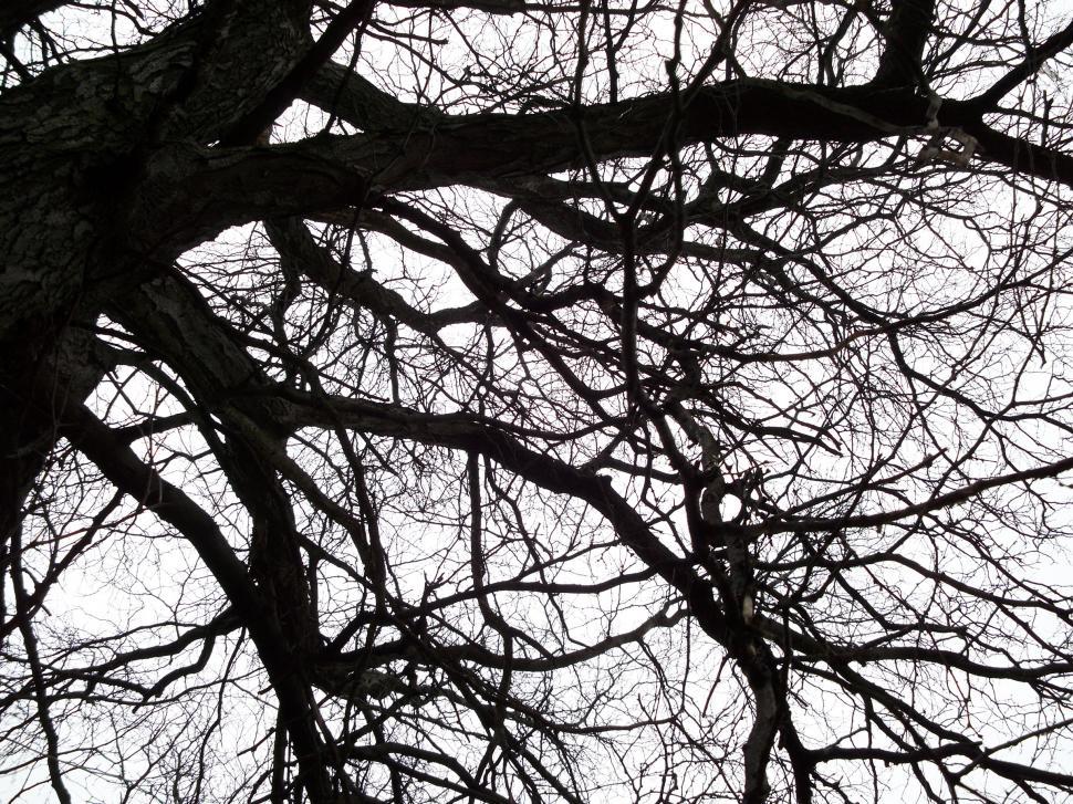 Free Image of Tree Branches 