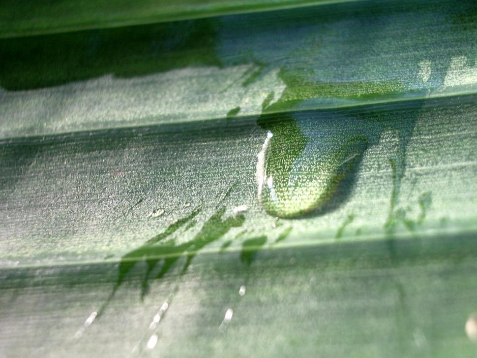 Free Image of Droplet on the leaf 