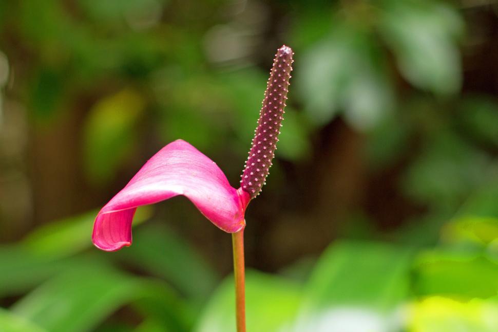 Free Image of Peace Lily - Spathiphyllum - Pink 