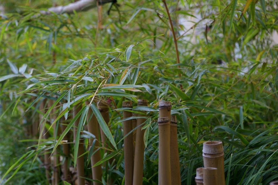 Free Image of Bamboo 