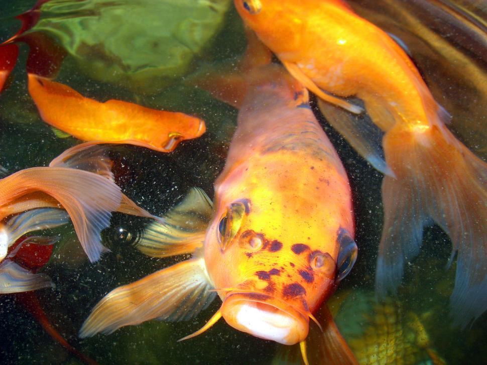 Free Image of Goldfish 
