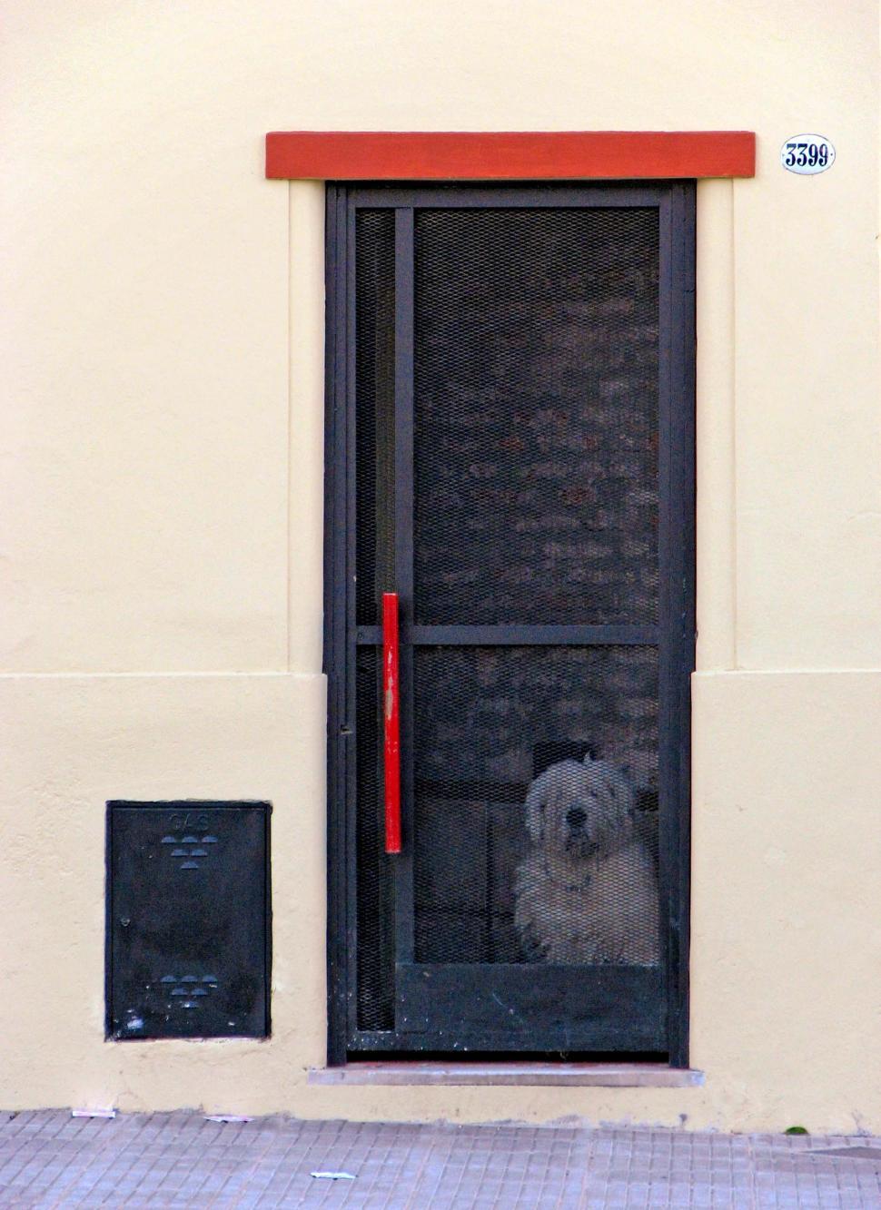 Free Image of Closed Dog 