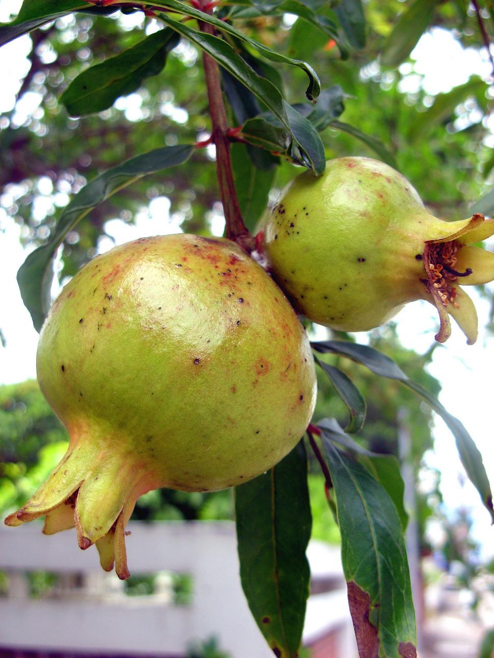 Free Image of Pomegranate growing on tree 