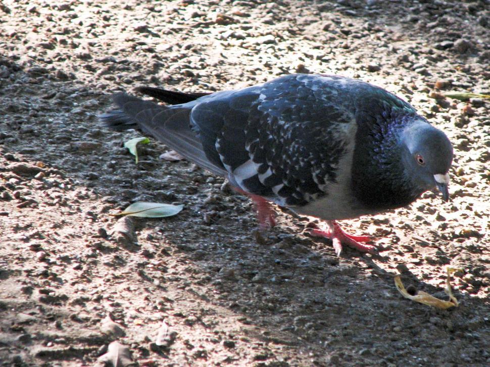 Free Image of Pigeon Eating a Piece of Food on Ground 