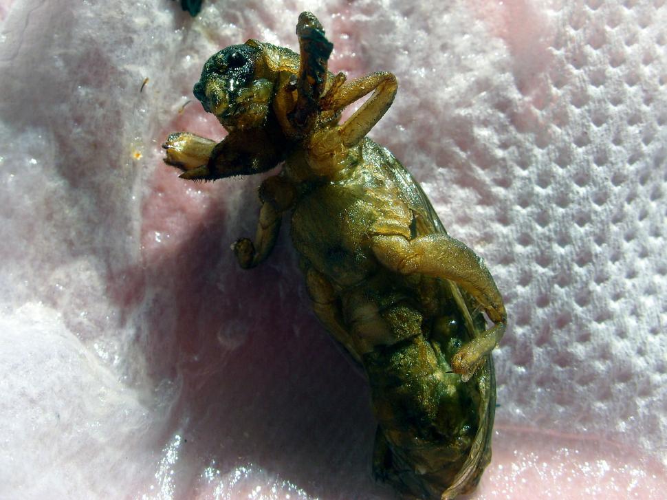 Free Image of Roasted edible bug 
